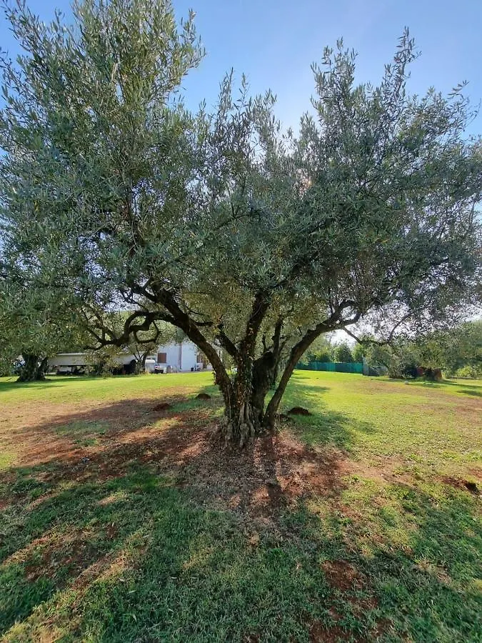 Apartment Pharos Zambratija   Zambratija (Istria)